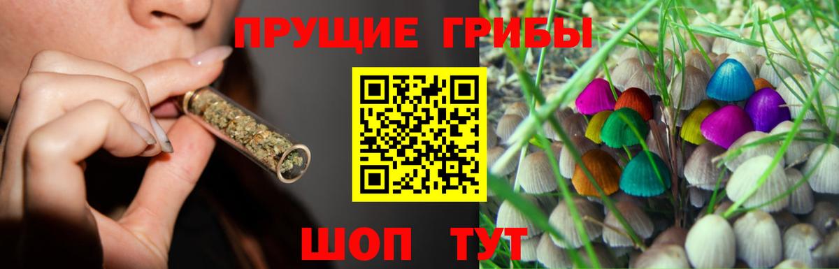 Галлюциногенные грибы Psilocybine cubensis Бердск